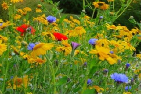 Andrea Sinclair Garden Design